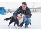 Adopt Duchess-Prison Dog a Border Collie