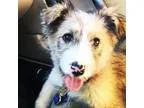 Adopt Jesse a TanYellowFawn - with Black Australian Shepherd  Te