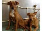 Adopt Josie and Jasmine a Labrador Retriever