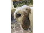Adopt Herman a White Mini Lop  Mixed (medium coat) rabbit in Mon