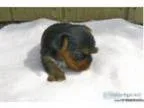 yorkshire Terrier AKC and CKC Registered
