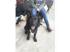 Debbie - Female Labrador Retriever Mix