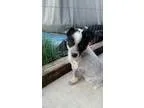 Adopt Summer a Australian Cattle Dog  Mixed dog in Los Banos CA 