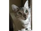Adopt Hunter a Gray or Blue (Mostly) Bengal  Mixed (short coat) 