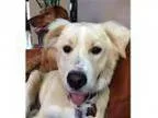 Adopt Ralphy a Golden Retriever