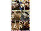 Adopt Flynn a Cocker Spaniel