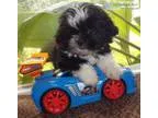 Shih-Tzu pups