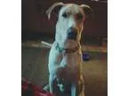 Adopt Odie a Labrador Retriever