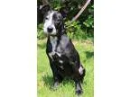 Adopt Kenzie a Black - with Gray or Silver Australian Cattle Dog