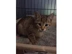 Adopt Keanu a Brown Tabby Domestic Shorthair (short coat) cat in