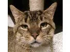 Adopt Tiger a Brown Tabby Domestic Shorthair (short coat) cat in