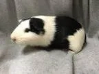 Adopt Toby (ISO BFF) a Guinea Pig Short-haired