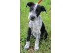 Adopt STEVIE a Black - with Gray or Silver Welsh Terrier  Labrad