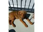 Adopt Damon a Siberian Husky Golden Retriever