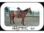 Gentle Gelding