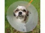 Adopt Peg a Shih Tzu