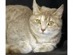 Adopt Nikki a Gray Blue or Silver Tabby Domestic Shorthair (shor