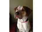 Adopt James 520 a Hound (Unknown Type)  Mixed dog in Nixa MO (13