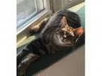 Adopt Luki a Tiger
