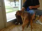 Adopt Miller a Retriever