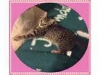 Adopt Rose a Brown Tabby Domestic Shorthair (short coat) cat in 