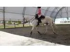 16 year old Appaloosa gelding looking for forever home
