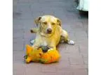 Adopt Jace a Beagle  Terrier (Unknown Type Medium)  Mixed dog in