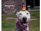 Adopt Ellie a Terrier