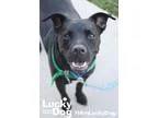 Adopt Purvis a Black - with White Labrador Retriever  Mixed dog 
