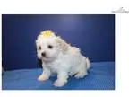 Football Cleats - Price: $10