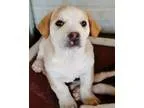 Adopt Zootopia Litter a Cattle Dog  Bull Terrier  Mixed dog in E
