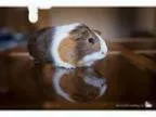 Adopt Nutmeg a Guinea Pig