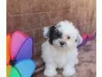 Precious Havanese Puppy For Sale