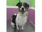 Adopt Clementine BA a Beagle