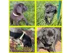 Adopt Tweety a Black Rottweiler  Labrador Retriever  Mixed dog i