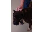 Adopt mohave a Pit Bull Terrier  Boxer  Mixed dog in Johnson Cit