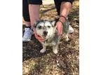 Adopt Missy a Cairn Terrier