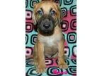 Adopt Hans a TanYellowFawn German Shepherd Dog  Afghan Hound  Mi