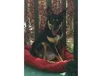 Adopt Luna a Shepherd (Unknown Type)  Mixed dog in Denver CO (15