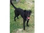 Batman - Male Labrador Retriever