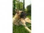 Adopt King a German Shepherd Dog