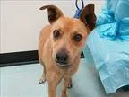 Adopt Princess Peach a Australian Cattle Dog  Mixed dog in Portl
