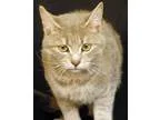 Adopt Stone a Gray Blue or Silver Tabby Domestic Shorthair (shor