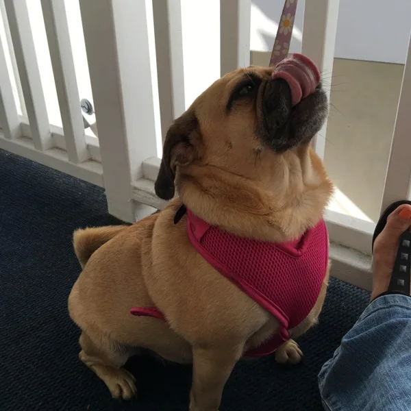 Puggle - Ellie