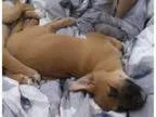 Adopt Susie a TanYellowFawn - with Black Golden Retriever Labra