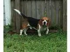 Adopt Jack a Basset Hound Beagle