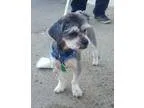 Adopt Coby a GrayBlueSilverSal t and Pepper Shih Tzu  Mixed dog 