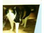 Standard Poodle (with early training)