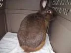 Adopt CoCo (Hazel) a Bunny Rabbit