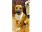 Adopt Diamond a German Shepherd Dog